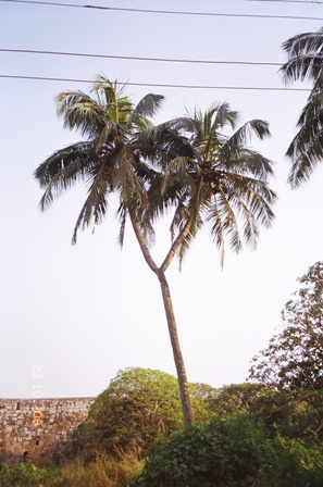Siamese Coconut Tree