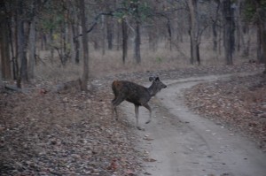 Pench Madhya Pradesh, Travelwithacouple, Unny Radhakrishnan, Bindhu Unny