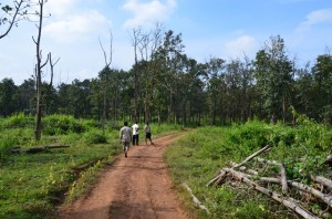 Wayanad Forest trail