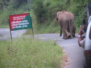 Wild Wayanad