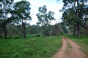 Muthanga Wild Life Sanctuary