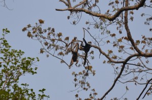 Hoolongappar Gibbon Sanctuary