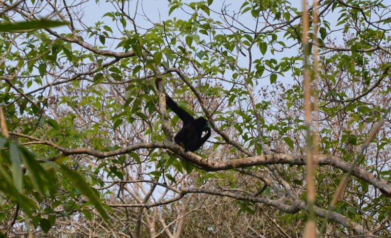 Hoolongappar Gibbon Sanctuary