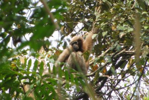 Hoolongappar Gibbon Sanctuary