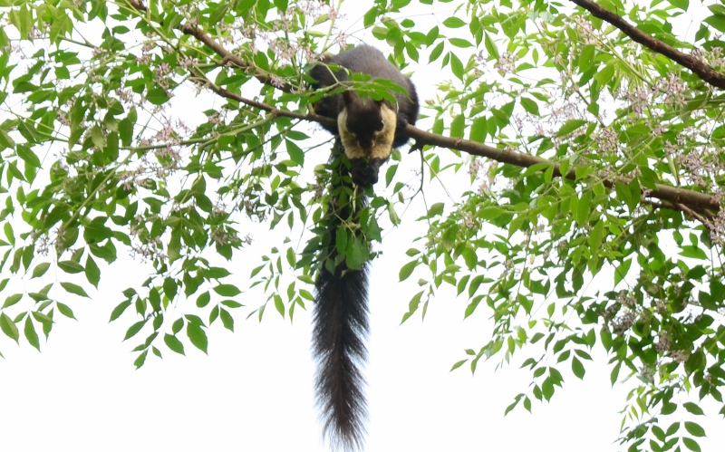 Hoolongappar Gibbon Sanctuary