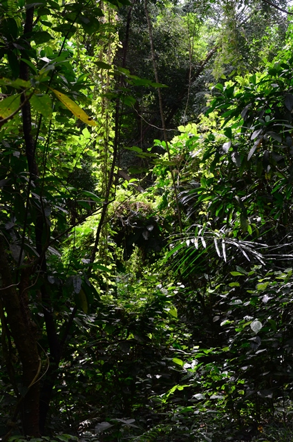Kerandangan Nature Reserve, Lombok, Indonesia