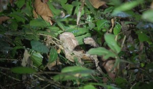 Thattekad Bird Sanctuary, Kerala