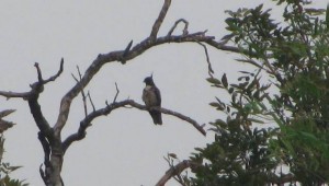 Thattekad Bird Sanctuary, Kerala