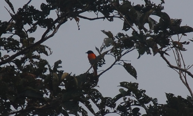 Thattekad Bird Sanctuary, Kerala