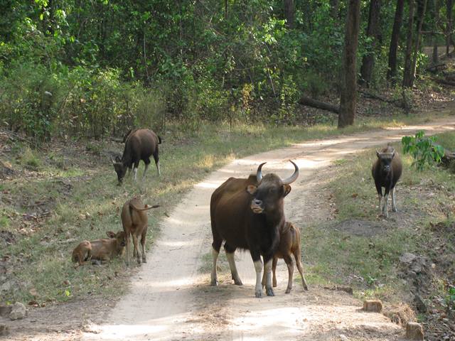 Kanha National Park, TravelWithaCouple, Unny Radhakrishnan, Bindhu Unny