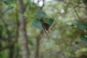 Sarovaram Bio Park Calicut TravelWithaCouple Unny Radhakrishnan Bindhu Unny