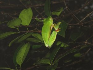 TravelWithaCouple Amboli Ghat Malabar Gliding Frog