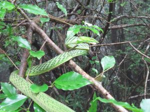 Amboli Ghats, Green Vine Snake