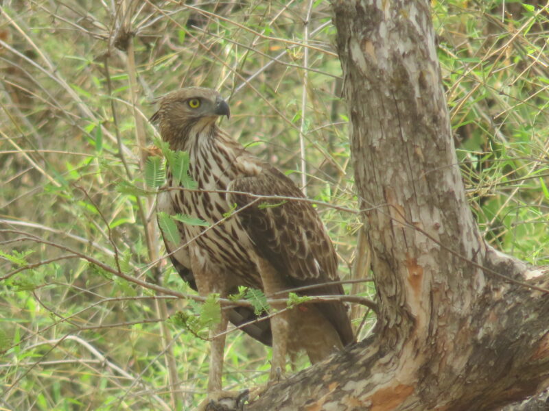 Crested Hawk Eagle Bandhavgarh