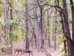 Sanjay Dubri Tiger Reserve