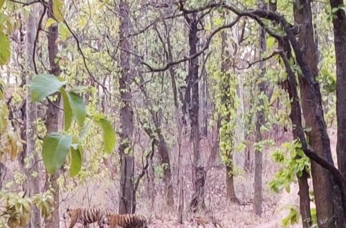 Sanjay Dubri Tiger Reserve