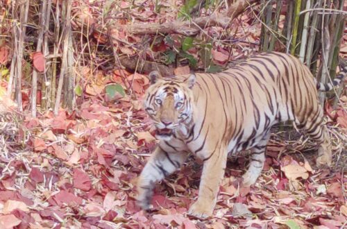 Bandhavgarh_Bajrang Tiger