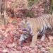 Bandhavgarh_Bajrang Tiger