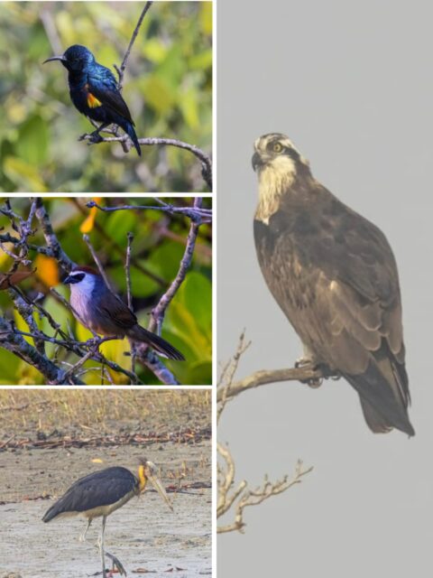 Birds of Sundarban Nature India Travelwithacouple.com