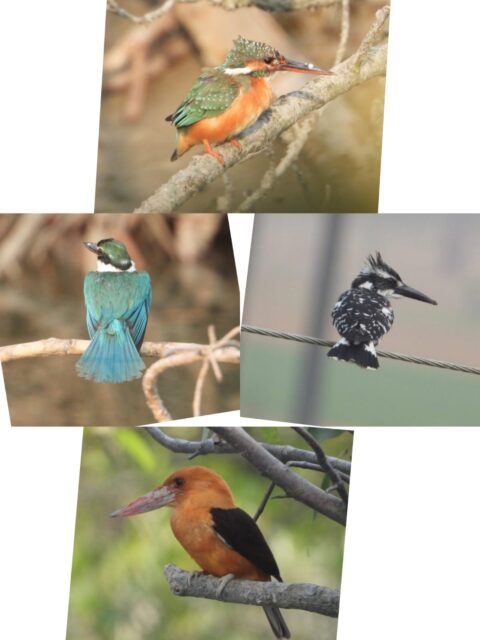 Birds of Sundarban Nature India Travelwithacouple.com