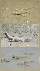 Birds of Sundarban Nature India Travelwithacouple.com