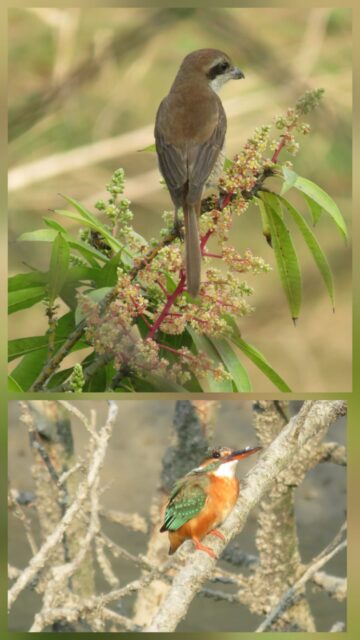 Birds of Sundarban Nature India Travelwithacouple.com