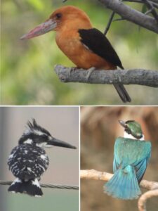 Birds of Sundarban Nature India Travelwithacouple.com